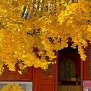 承恩寺 - 襄阳市旅游 缩略图 9
