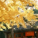 地坛公园 - 北京市旅游 缩略图 1