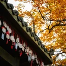 光雾山旅游景区 - 巴中市旅游 缩略图 5