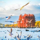 洱海月湿地公园 - 大理白族自治州旅游 缩略图 4