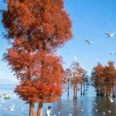 洱海月湿地公园 - 大理白族自治州旅游 缩略图 1