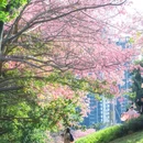 观澜河人工湿地 - 深圳市旅游 缩略图 3