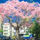 上木古广场 - 深圳市旅游 缩略图 8