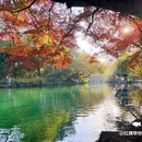 杭州花港观鱼 - 杭州市旅游 缩略图 5