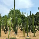 东莞植物园 - 东莞市旅游 缩略图 6