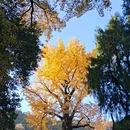 灵峰寺 - 湖州市旅游 缩略图 5