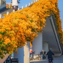 广州塔 - 广州市旅游 缩略图 3