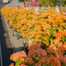 广州塔 - 广州市旅游 缩略图 8
