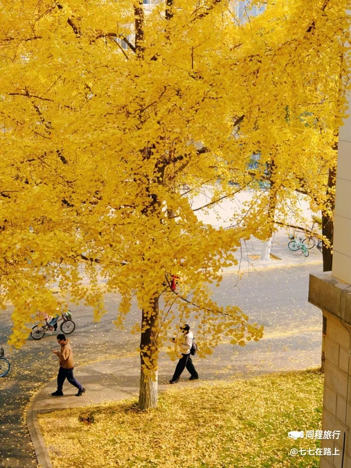 电子科技大学(沙河校区) - 成都市旅游