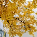 电子科技大学(沙河校区) - 成都市旅游 缩略图 7