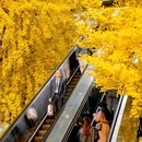 清吟街 - 杭州市旅游 缩略图 7