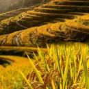 云和梯田景区 - 丽水市旅游 缩略图 1