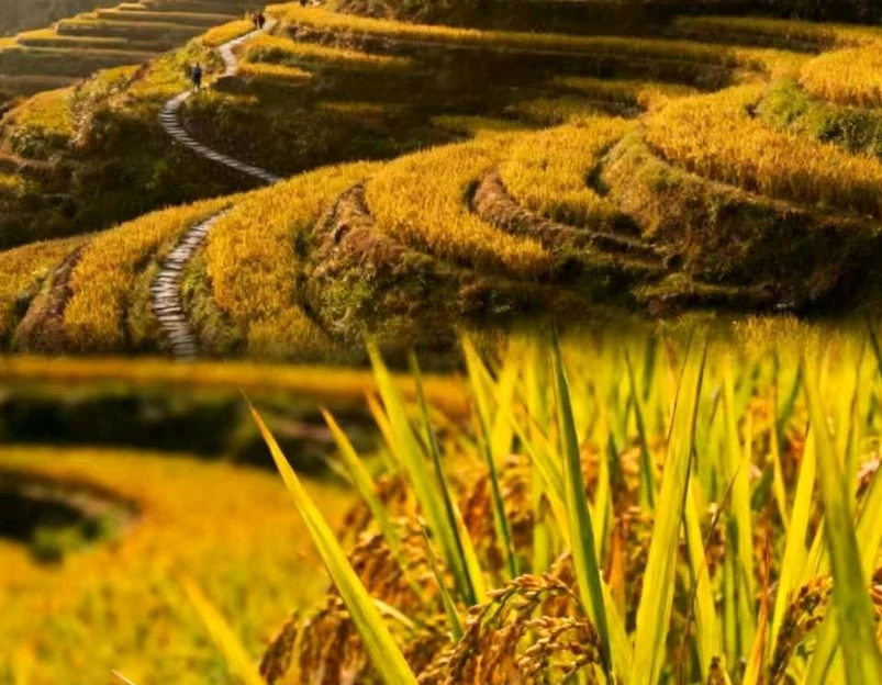 云和梯田景区 - 丽水市旅游 1