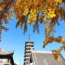 上海真如寺 - 上海市旅游 缩略图 3