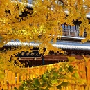上海真如寺 - 上海市旅游 缩略图 4