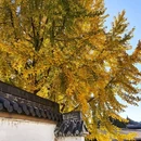 上海真如寺 - 上海市旅游 缩略图 9
