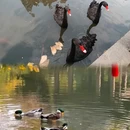 沈园景区 - 绍兴市旅游 缩略图 3