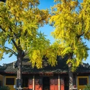 网师园 - 苏州市旅游 缩略图 9