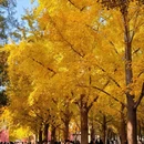地坛公园 - 北京市旅游 缩略图 5