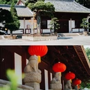 光孝寺 - 广州市旅游 缩略图 9