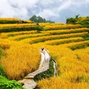 云和梯田景区 - 丽水市旅游 缩略图 3