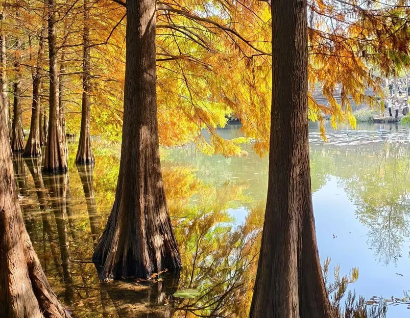 燕雀湖风景区 - 南京市旅游 1