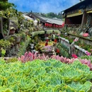 梦景雅悦酒店 - 丽江市旅游 缩略图 4