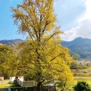 山月随人·明玉珍民宿(随州随县银杏谷店) - 随州市旅游 缩略图 5