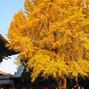 太原文庙 - 太原市旅游 缩略图 2