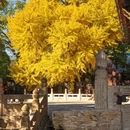 太原文庙 - 太原市旅游 缩略图 4