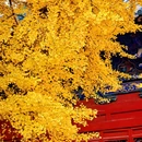 太原文庙 - 太原市旅游 缩略图 7