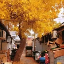 圆明园遗址公园 - 北京市旅游 缩略图 8