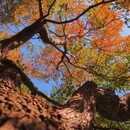 栖霞山风景名胜区 - 南京市旅游 缩略图 5
