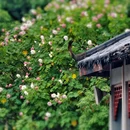 婺城区逸境·宋酒店(古子城步行街店) - 金华市旅游 缩略图 5