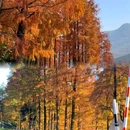 鹿女湖 - 金华市旅游 缩略图 6