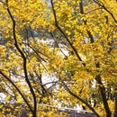 南滨路钟楼 - 重庆市旅游 缩略图 5