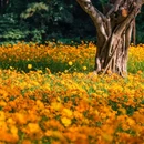 深圳市仙湖植物园 - 深圳市旅游 缩略图 9