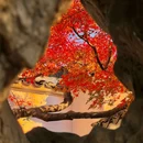 留园 - 苏州市旅游 缩略图 3
