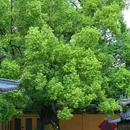 衢州站 - 衢州市旅游 缩略图 8
