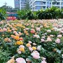 前海石公园 - 深圳市旅游 缩略图 6