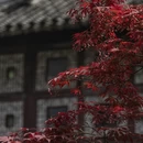 苏州旅游 缩略图 7
