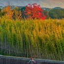 莫干山风景名胜区 - 湖州市旅游 缩略图 5