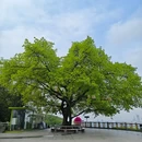 重庆旅游 缩略图 9