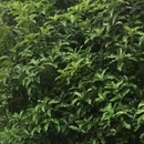 杭州旅游 缩略图 9