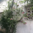 苏州旅游 缩略图 6