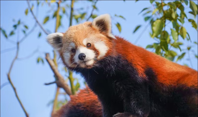 杭州野生动物世界