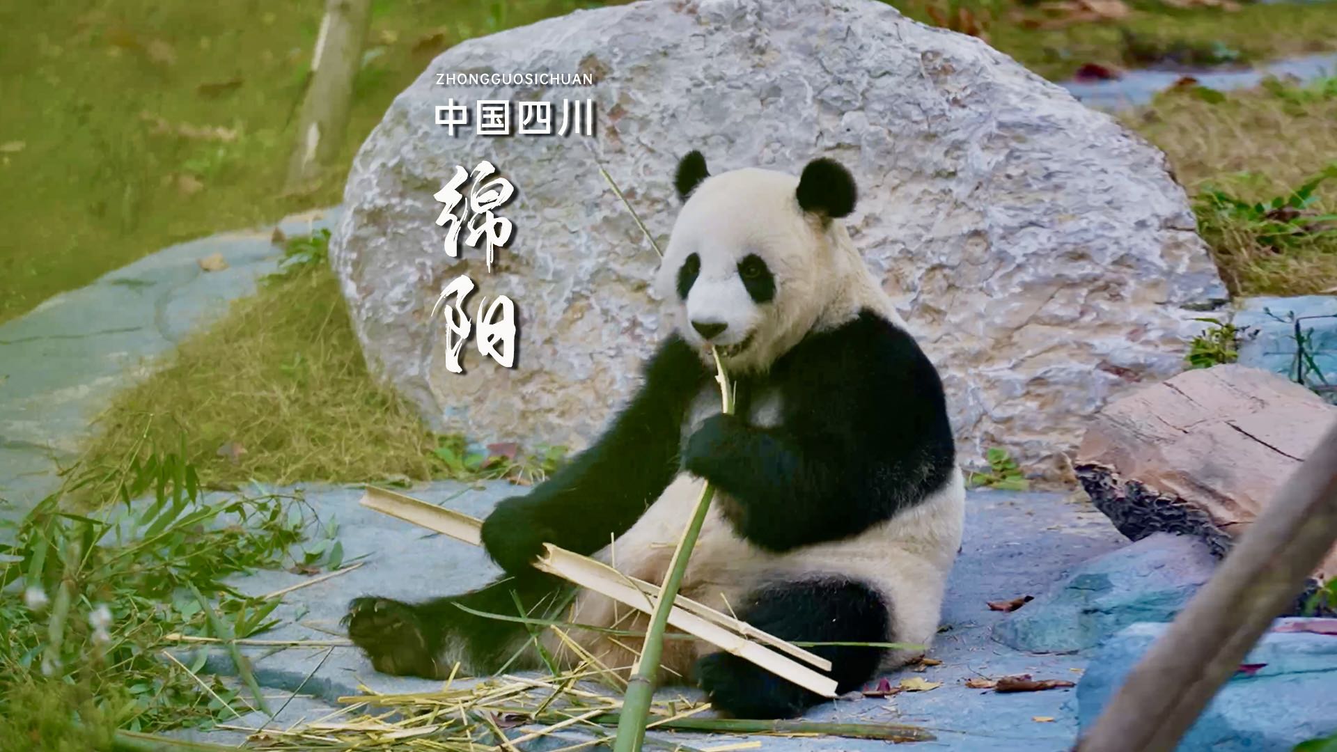 绵阳中华大熊猫苑 - 绵阳市旅游