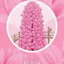 巴松措风景区 - 林芝市旅游 缩略图 2