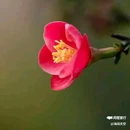 西安植物园-牡丹芍药园 - 西安市旅游 缩略图 3