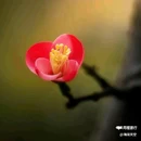 西安植物园-牡丹芍药园 - 西安市旅游 缩略图 2